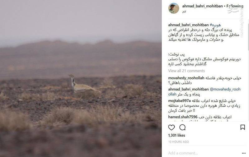 شکار پرنده در حال انقراض توسط دوربین یک محیط‌بان +عکس