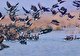 روند کاهشی مهاجرت پرندگان در خراسان جنوبی