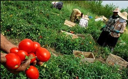 بار شایعات بر دوش کشاورزان ورامین