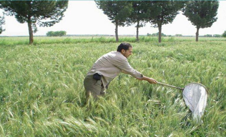 مبارزه با سن مادر در مزارع کشاورزی شهرستان قزوین